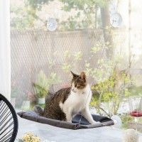 Hængende hængekøje til catlax katte