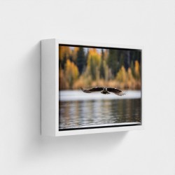 Tafelprint op canvas landschap Natuurvogel met vleugels ingezet vliegen over water