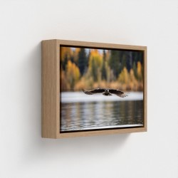 Tafelprint op canvas landschap Natuurvogel met vleugels ingezet vliegen over water