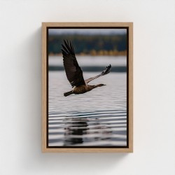 Tableau imprimé sur toile Cliché photographique Paysage naturel avec oiseau en vol au dessus de l eau