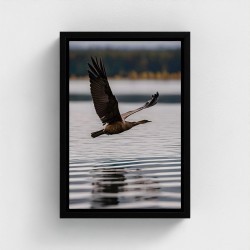 Tabel gedrukt op canvas fotografisch cliche natuurlijk landschap met vliegende vogel over water